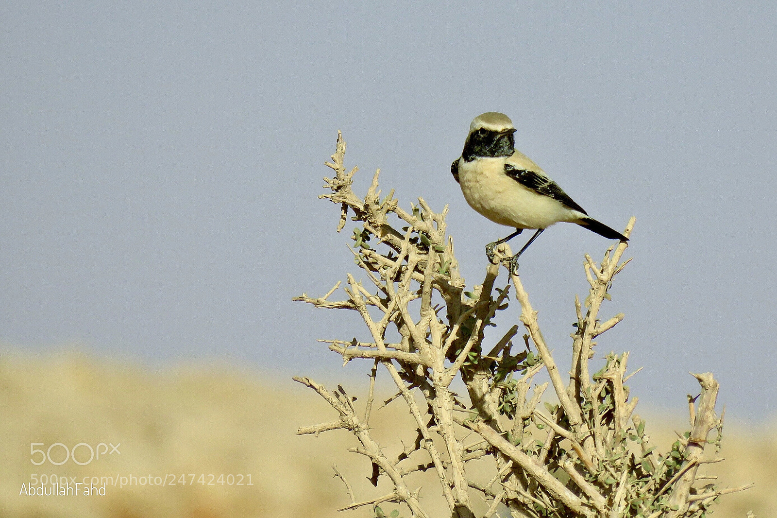 Canon PowerShot SX60 HS sample photo. Desert wheatear photography