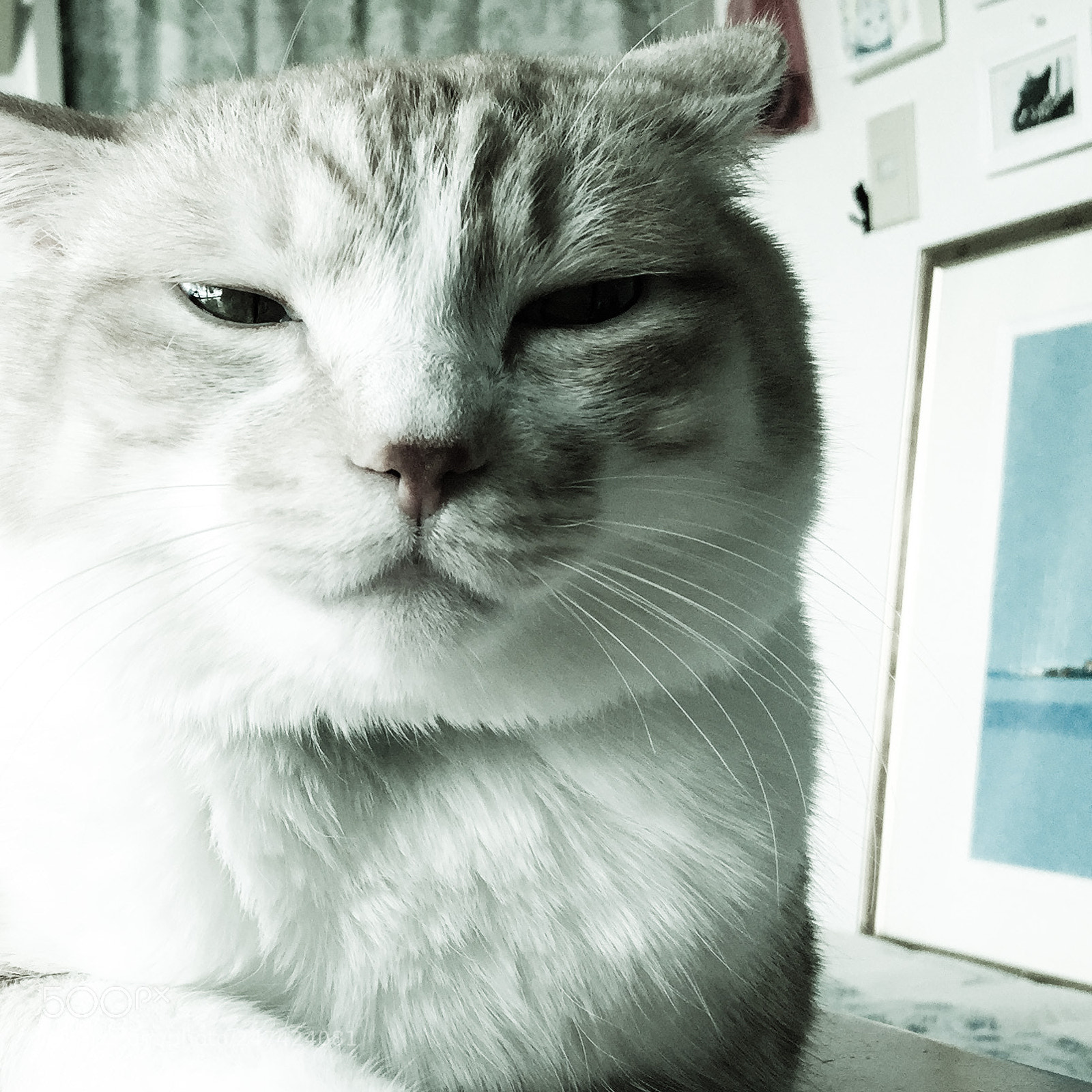 Apple iPhone 6 sample photo. My beloved cat. photography