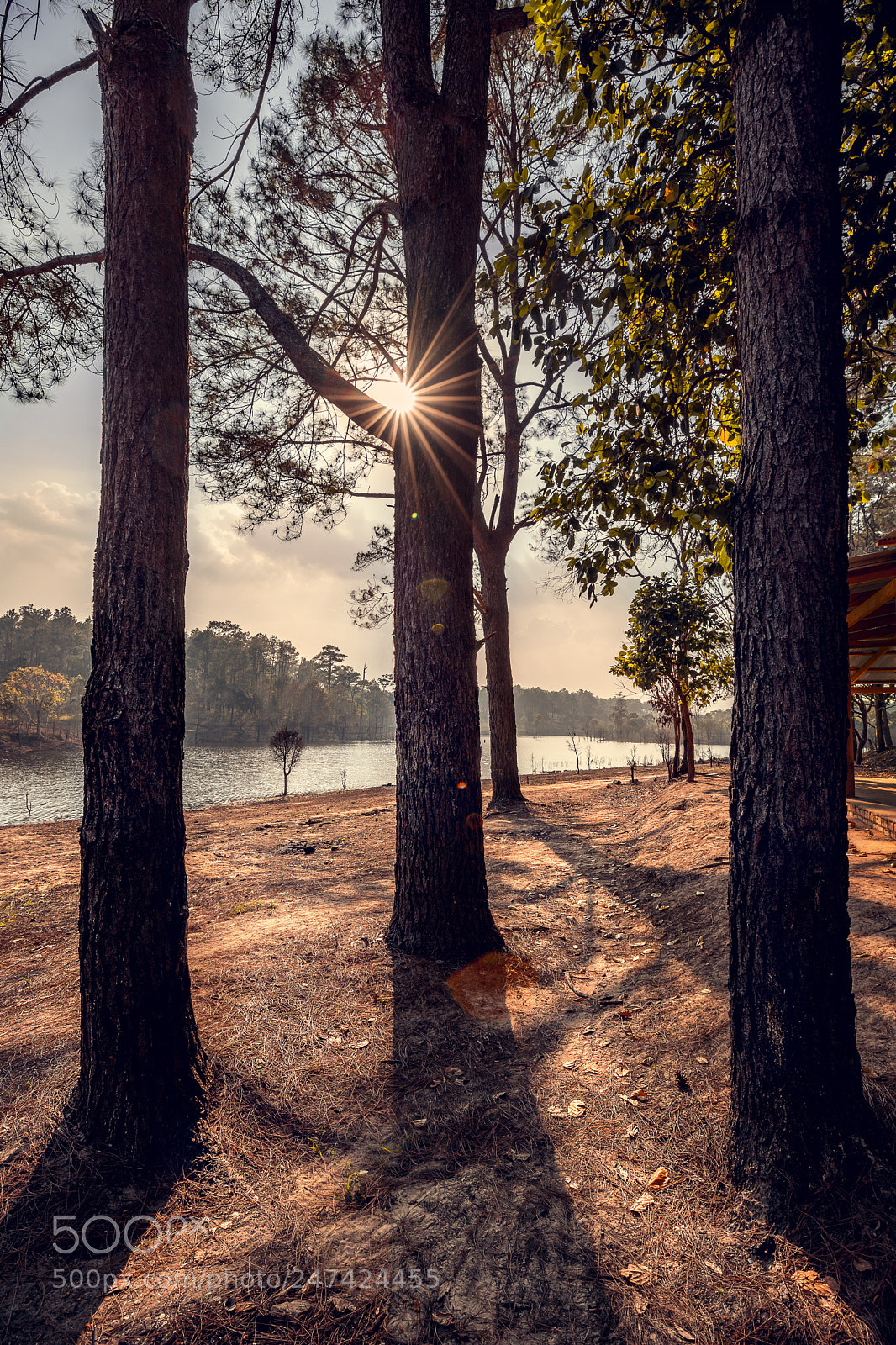 Canon EOS 6D Mark II sample photo. Sun-star on the tree photography