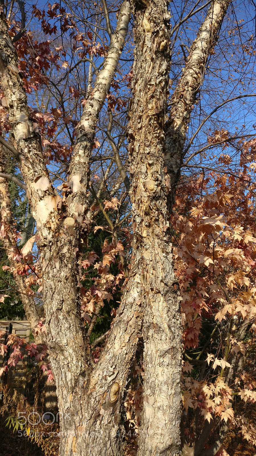 OnePlus A3000 sample photo. Gone autumn photography