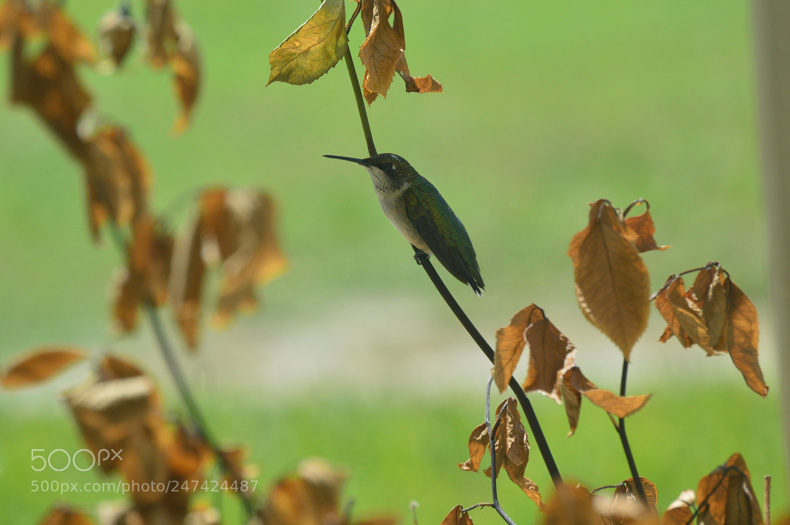 Nikon D3200 sample photo. Hummingbird photography