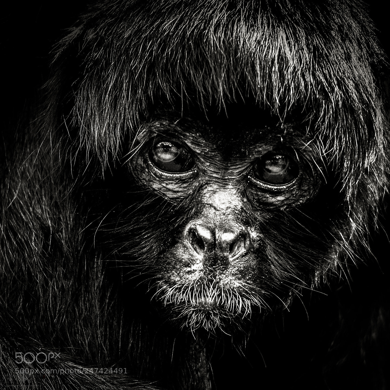 Nikon D7100 sample photo. Spider monkey photography