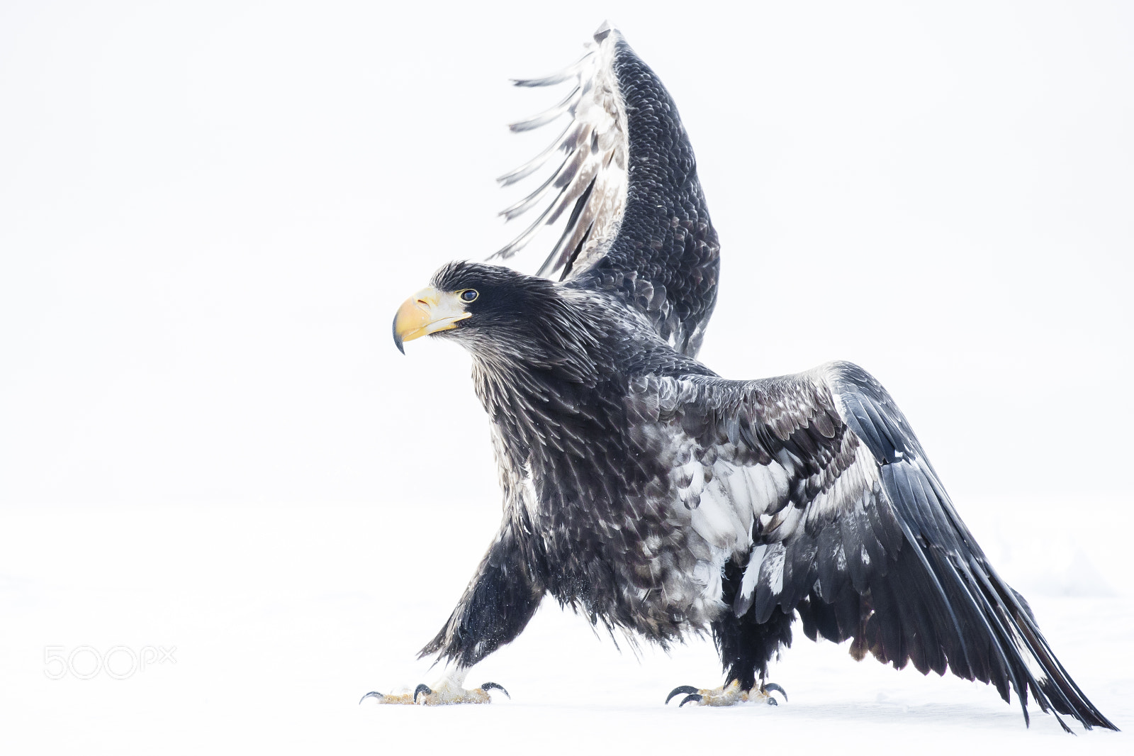 Canon EOS-1D X sample photo. The wind photography