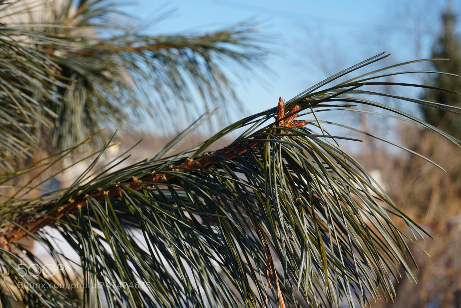 Sony Alpha a5000 (ILCE 5000) sample photo. Untitled photography