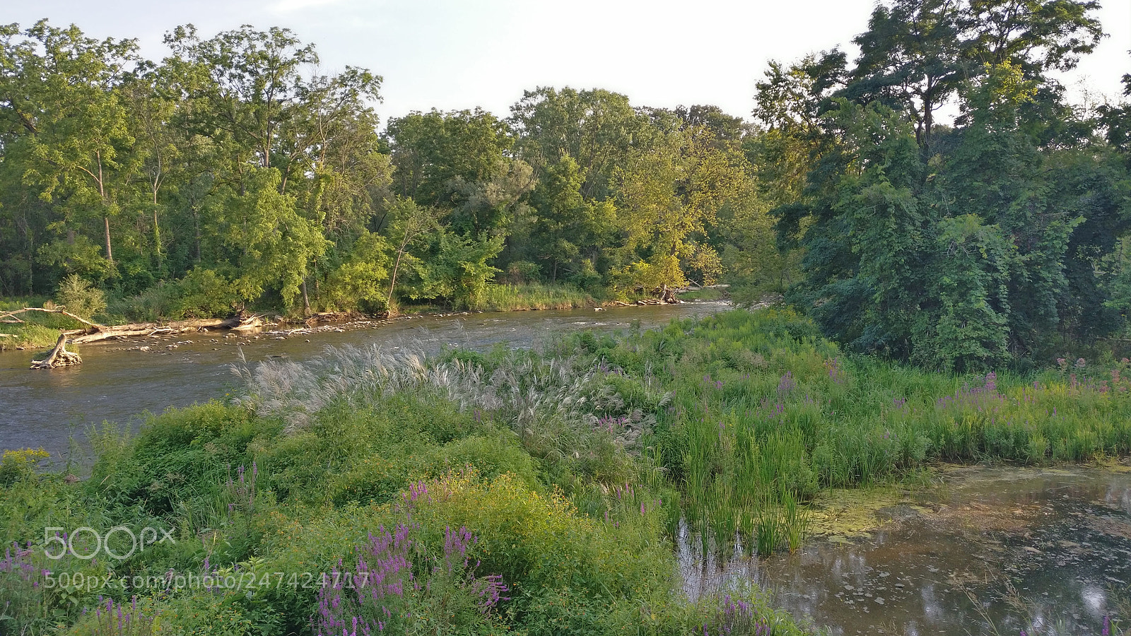 OnePlus A3000 sample photo. Hewick meadows photography