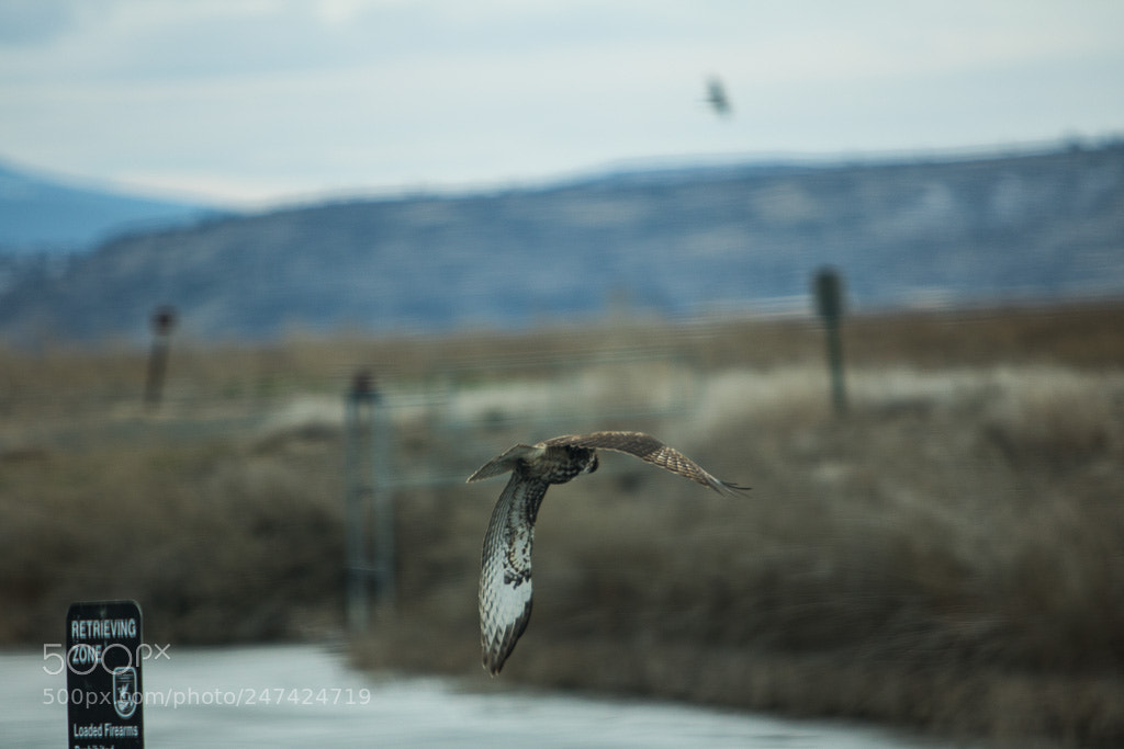 Canon EOS 760D (EOS Rebel T6s / EOS 8000D) sample photo. Wings photography