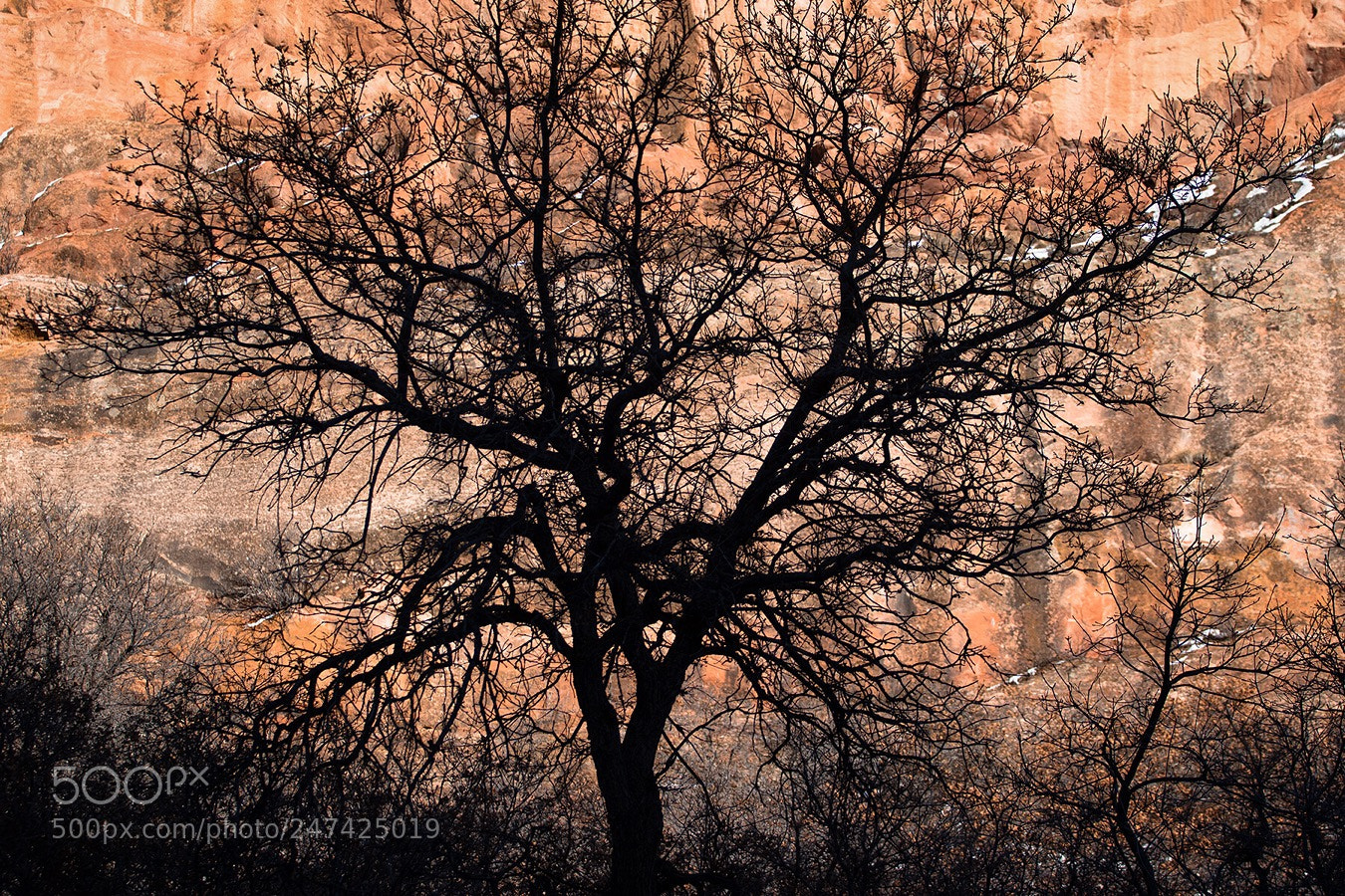 Canon EOS 7D Mark II sample photo. Tree of life photography