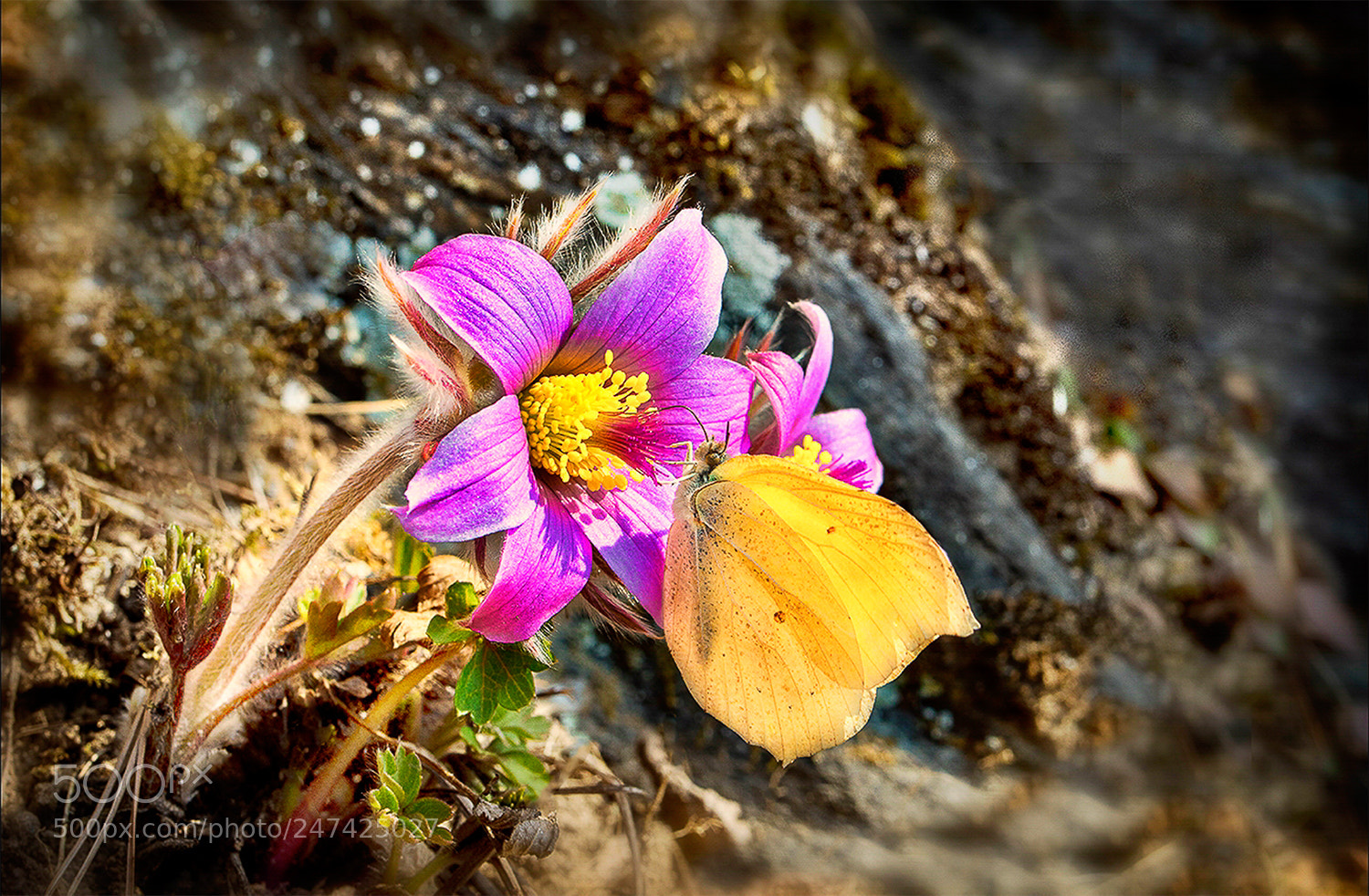Nikon D7100 sample photo. 동강 할미꽃 photography