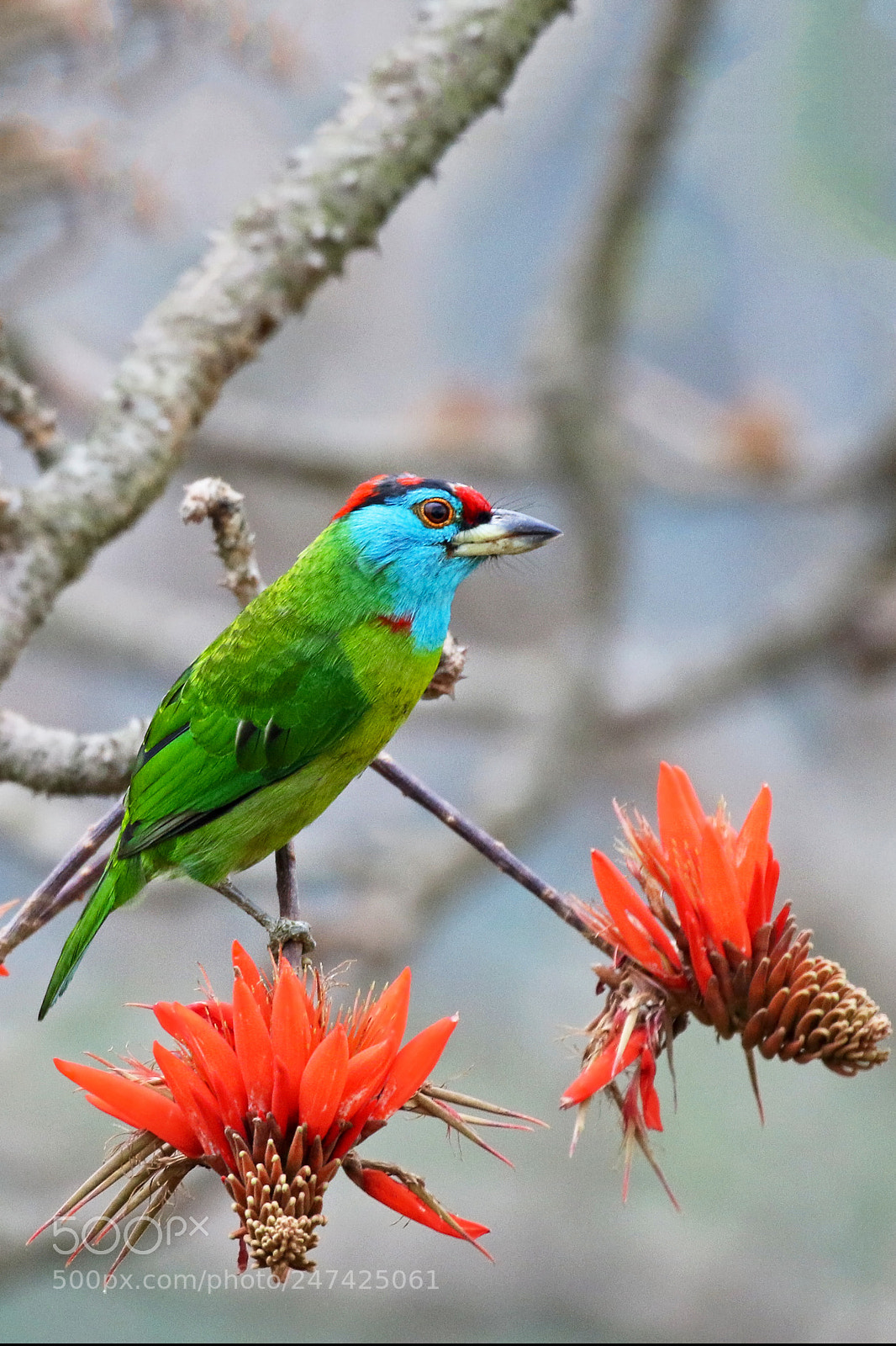 Canon EOS 7D Mark II sample photo. Blue-throated barbet (নীলগলা বসন্তবৌরি) photography