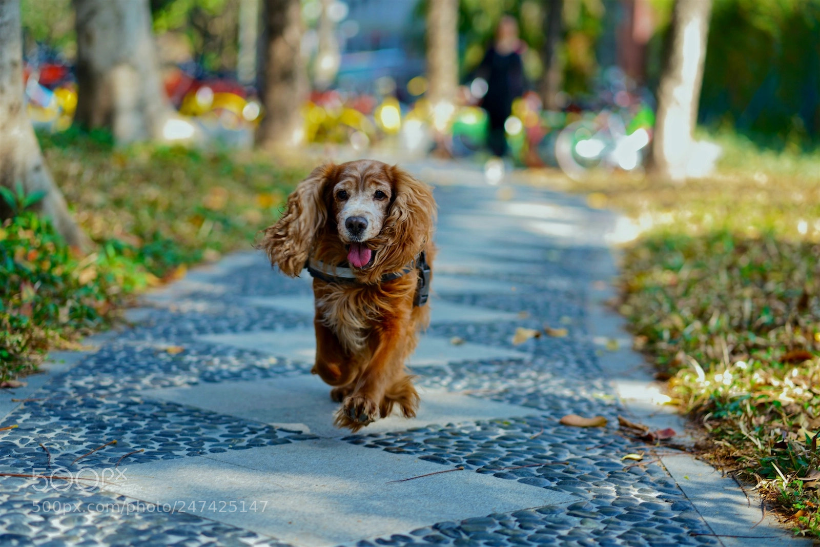 Sony a7R II sample photo. 奔跑吧宝贝 photography