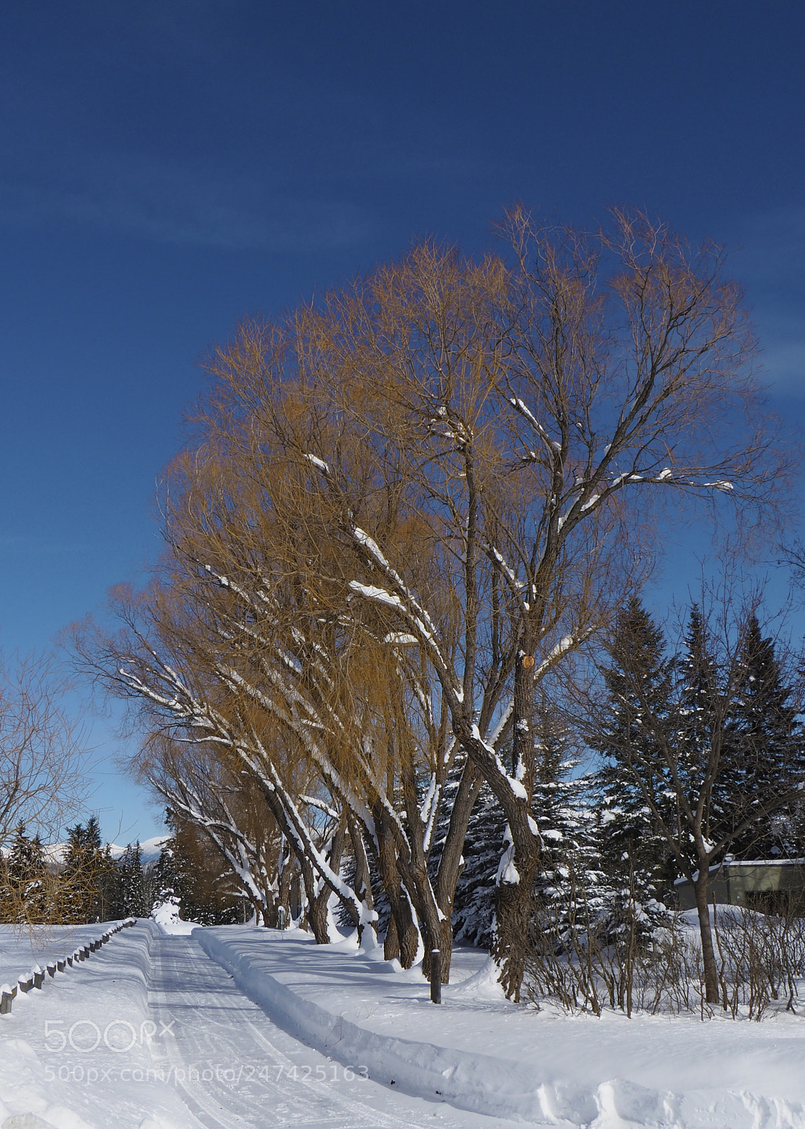 Olympus OM-D E-M5 II sample photo. Freshly plowed drive after photography