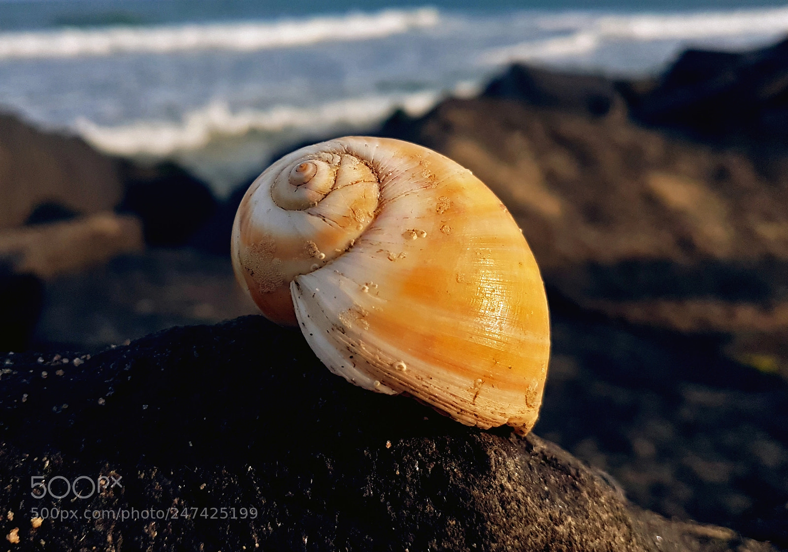 Samsung Galaxy S7 Edge sample photo. The shell photography