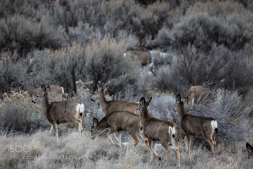 Canon EOS 760D (EOS Rebel T6s / EOS 8000D) sample photo. Mule deer photography