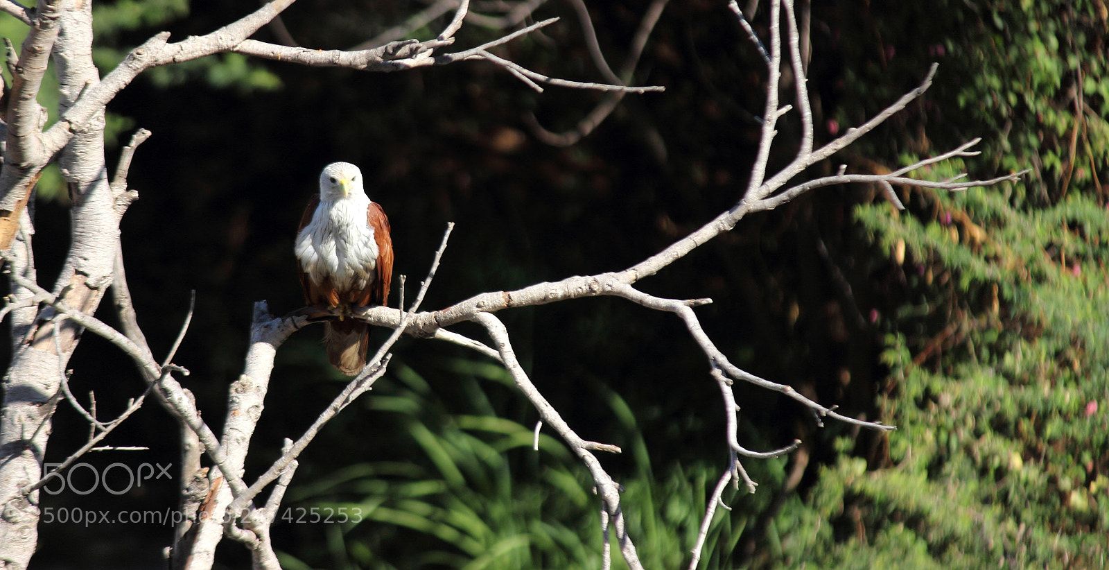 Canon EF-S 55-250mm F4-5.6 IS II sample photo. Await photography