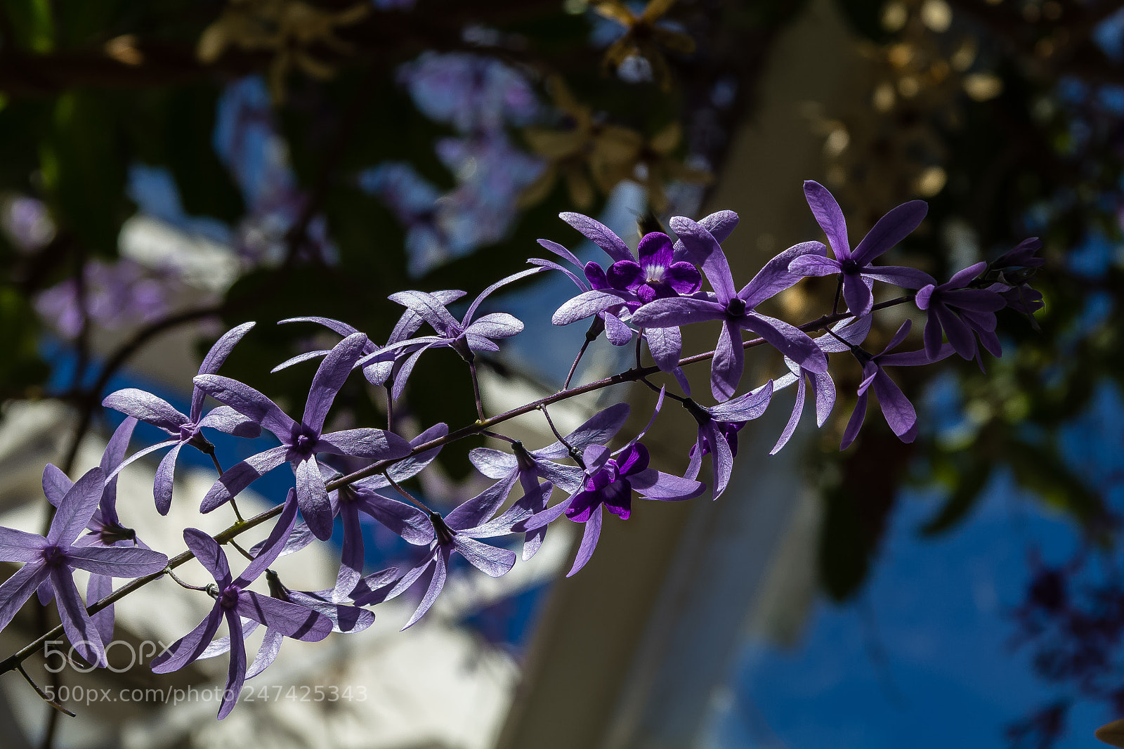 Canon EOS 60D sample photo. Petrea volubilis photography