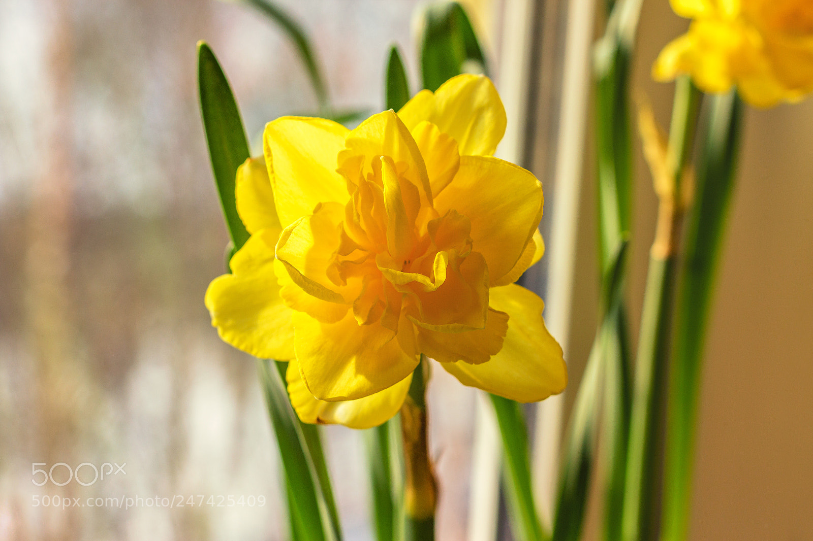 Canon EOS 600D (Rebel EOS T3i / EOS Kiss X5) sample photo. Edit photography