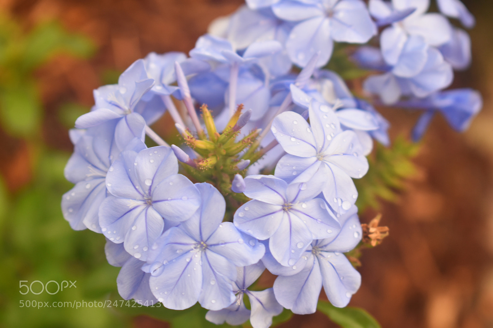 Nikon D3400 sample photo. Plumbago crown photography