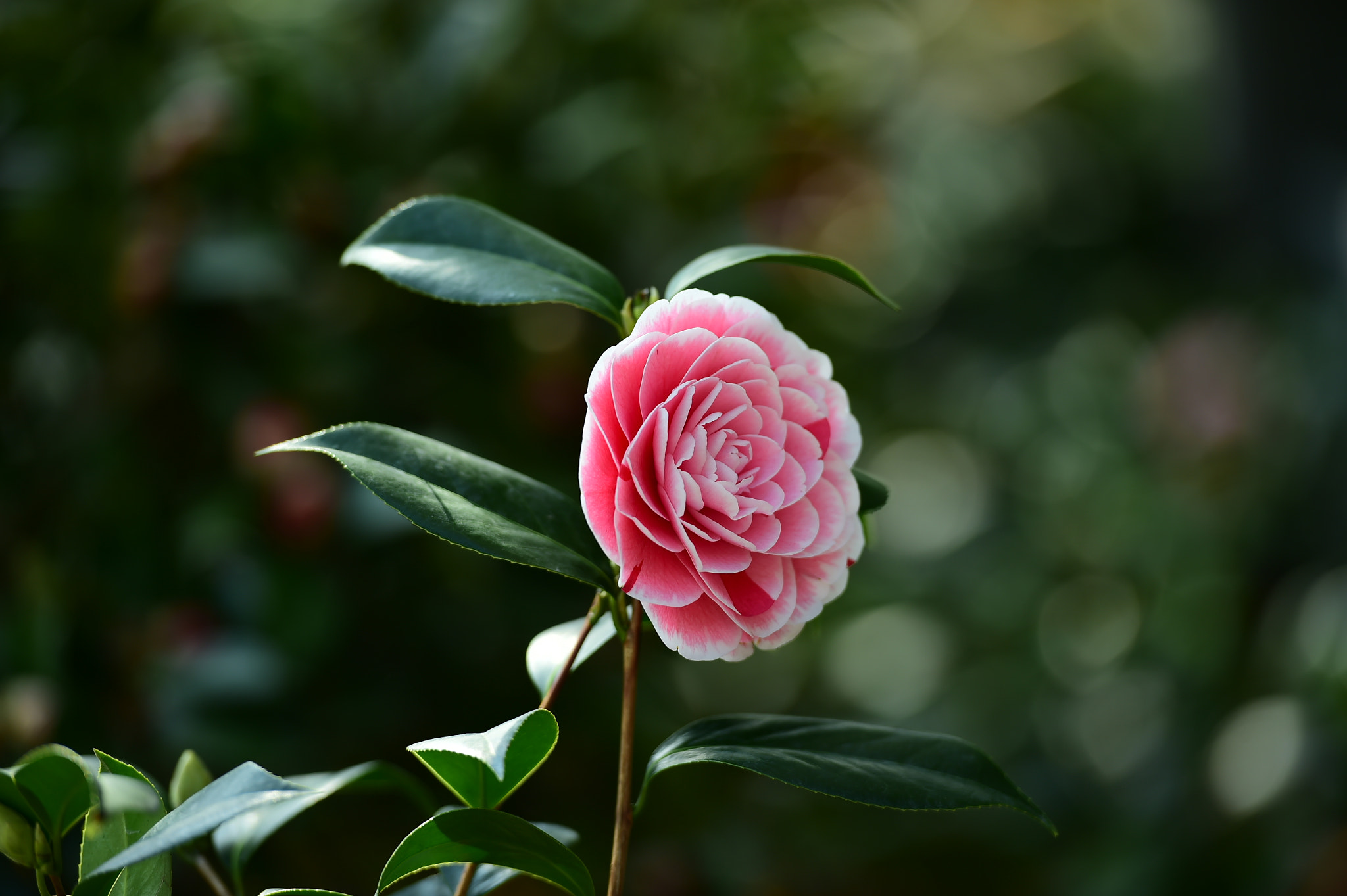 Nikon AF-S Nikkor 70-200mm F2.8G ED VR II sample photo. Cf d aeeed photography