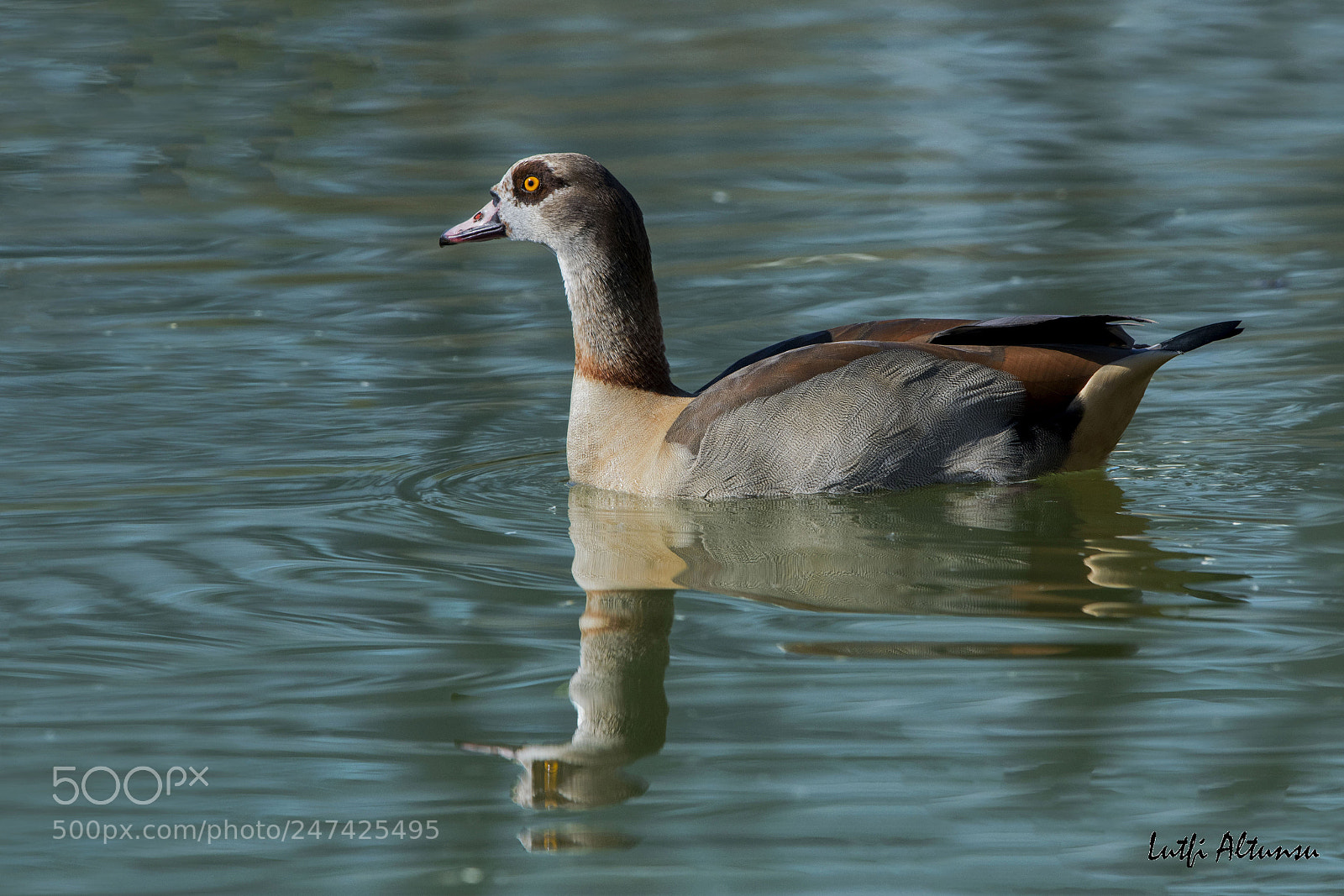 Nikon D500 sample photo. Egyptian goose nil kaz photography