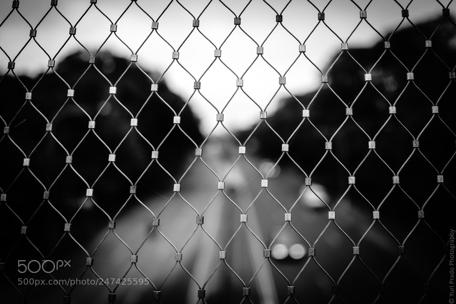 Sony Cyber-shot DSC-RX1R II sample photo. ...netted view... photography