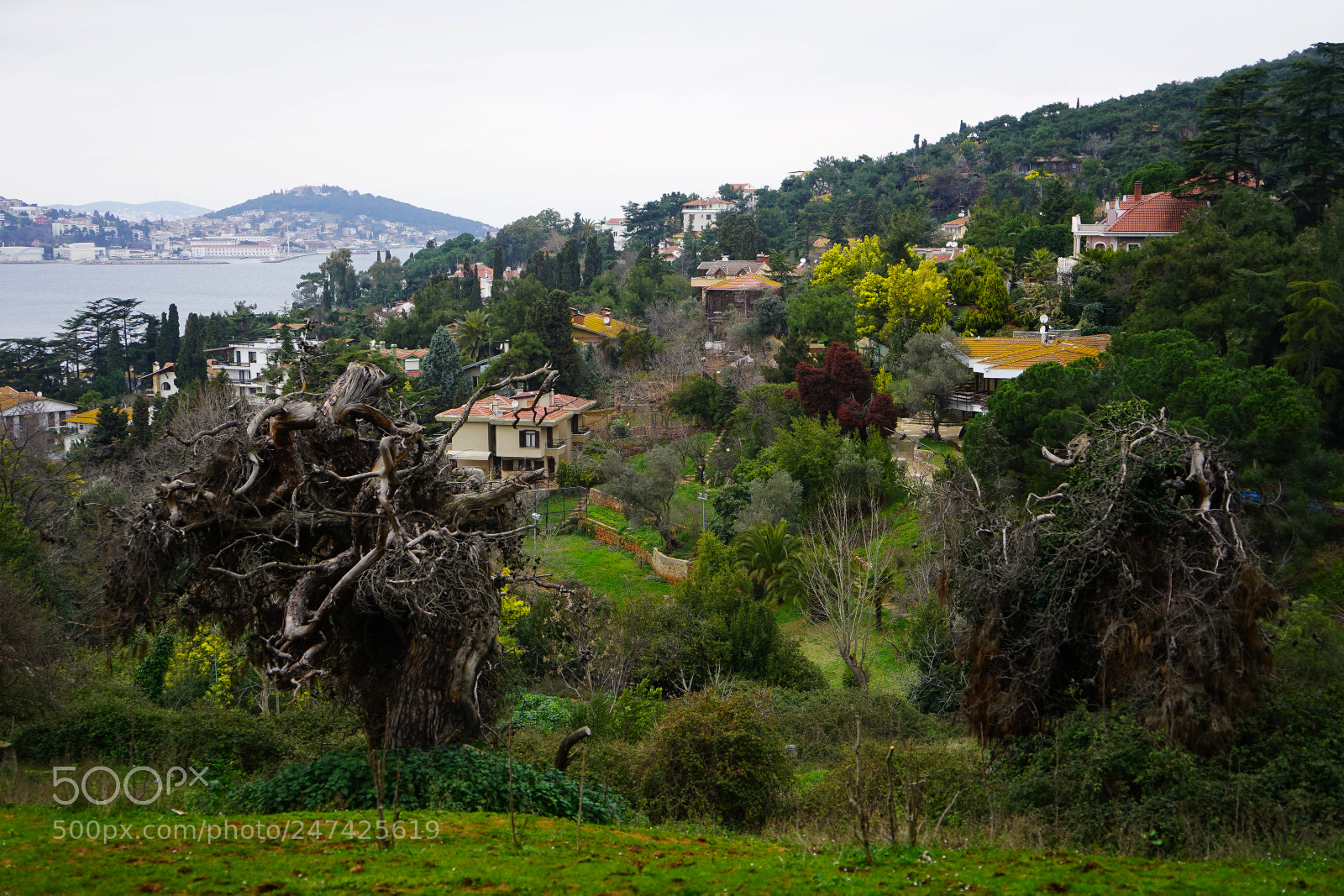 Sony a7 sample photo. Adalar ve mimoza zamanı photography