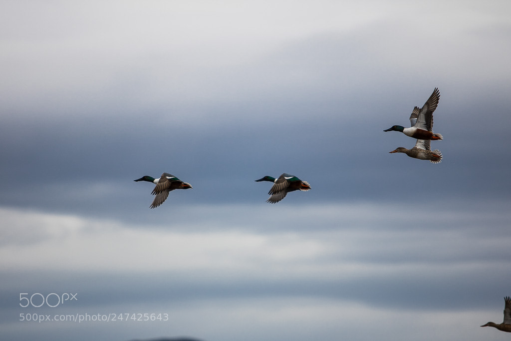 Canon EOS 760D (EOS Rebel T6s / EOS 8000D) sample photo. In flight photography