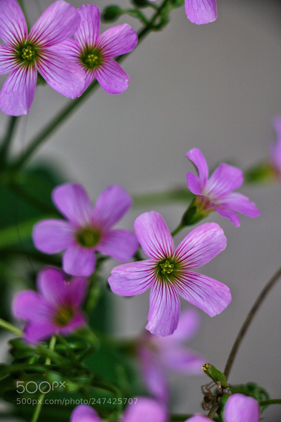 Canon EOS 700D (EOS Rebel T5i / EOS Kiss X7i) sample photo. Shining always photography