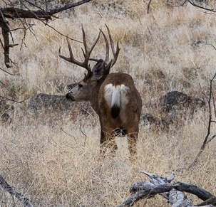 Canon EOS 760D (EOS Rebel T6s / EOS 8000D) sample photo. Majestic buck photography