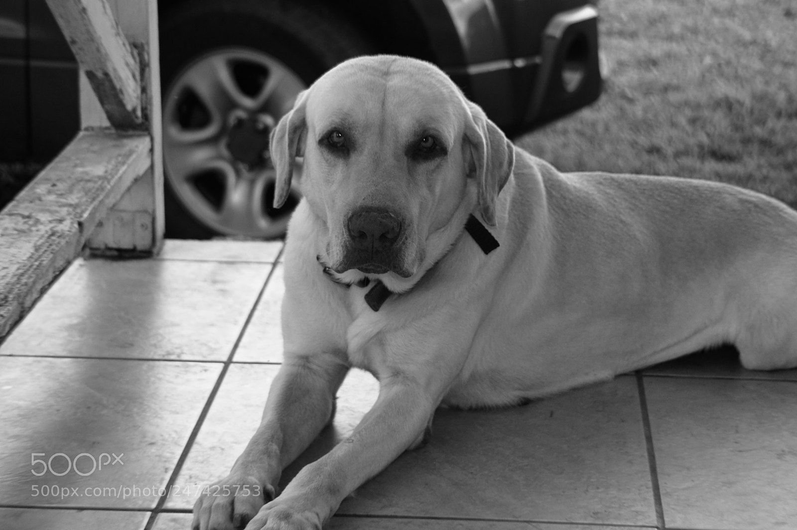 Nikon D3200 sample photo. Good boy ! photography
