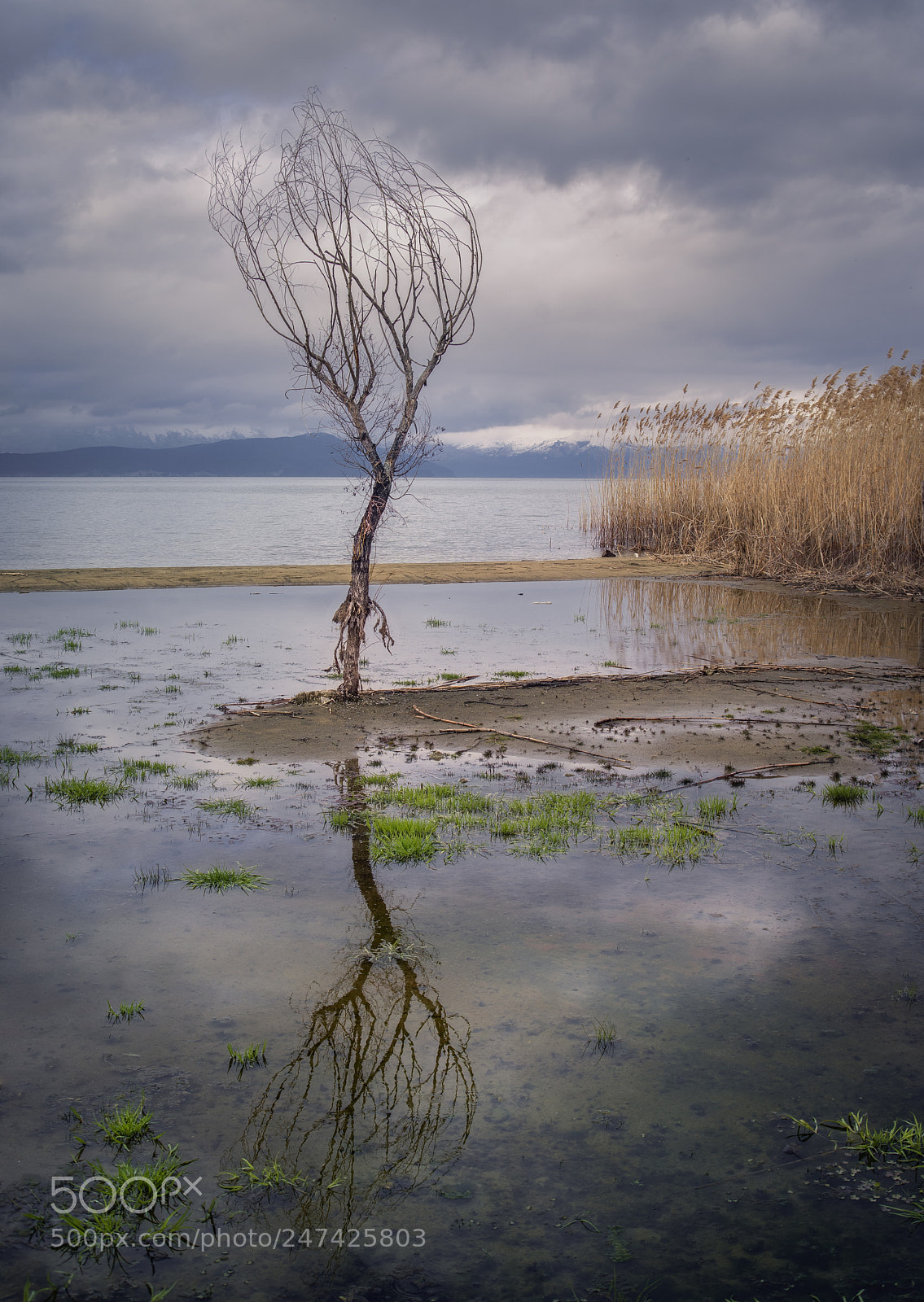 Pentax K-1 sample photo. Waiting the spring photography