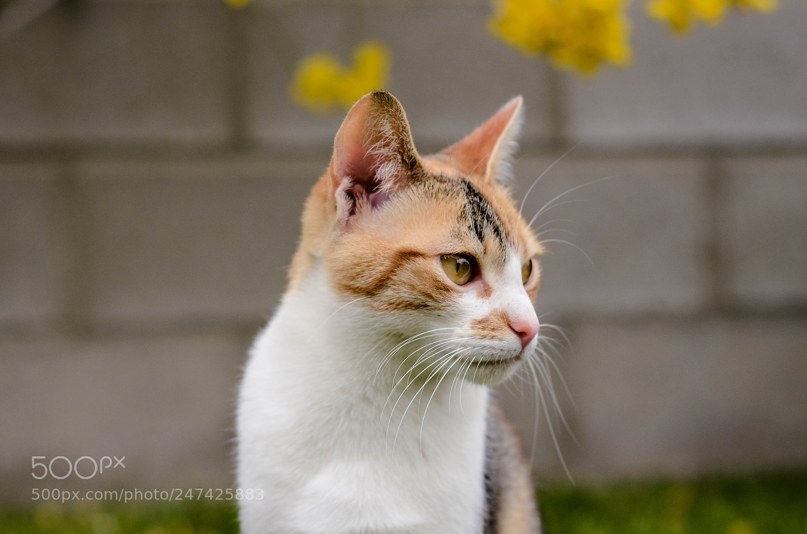 Nikon D5100 sample photo. Untitled photography