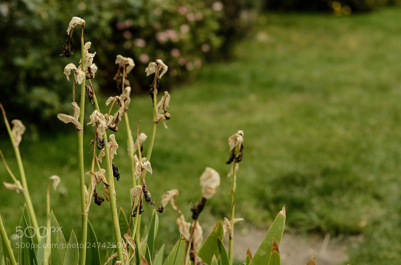 Nikon D5100 sample photo. Untitled photography