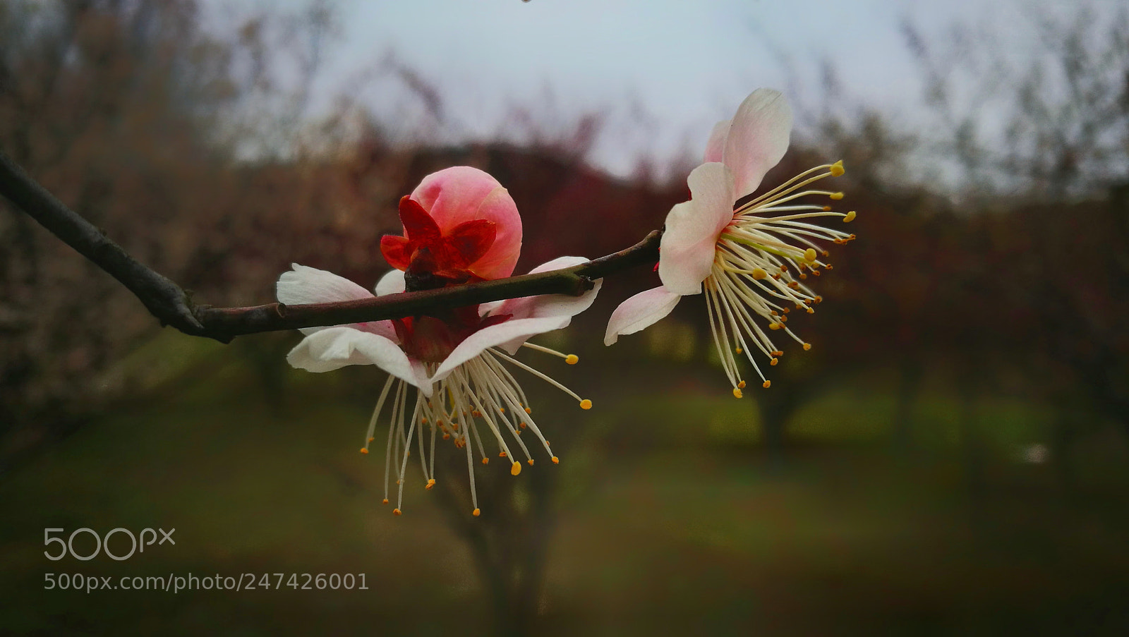 HUAWEI P9 sample photo. 迎春 photography