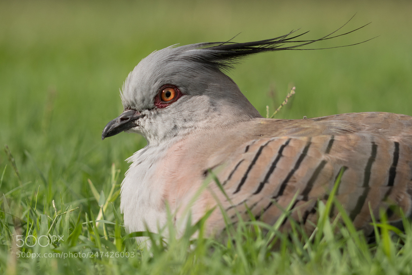 Panasonic Lumix DC-GH5 sample photo. Crested pigeon photography