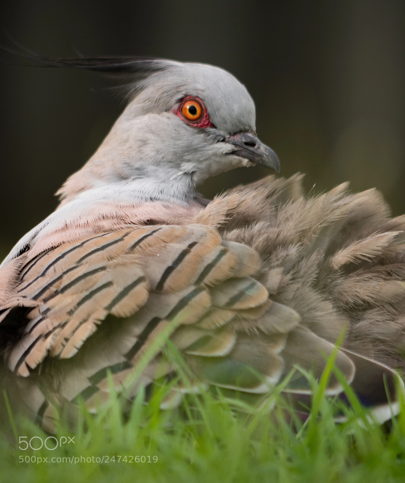 Panasonic Lumix DC-GH5 sample photo. Crested pigeon photography