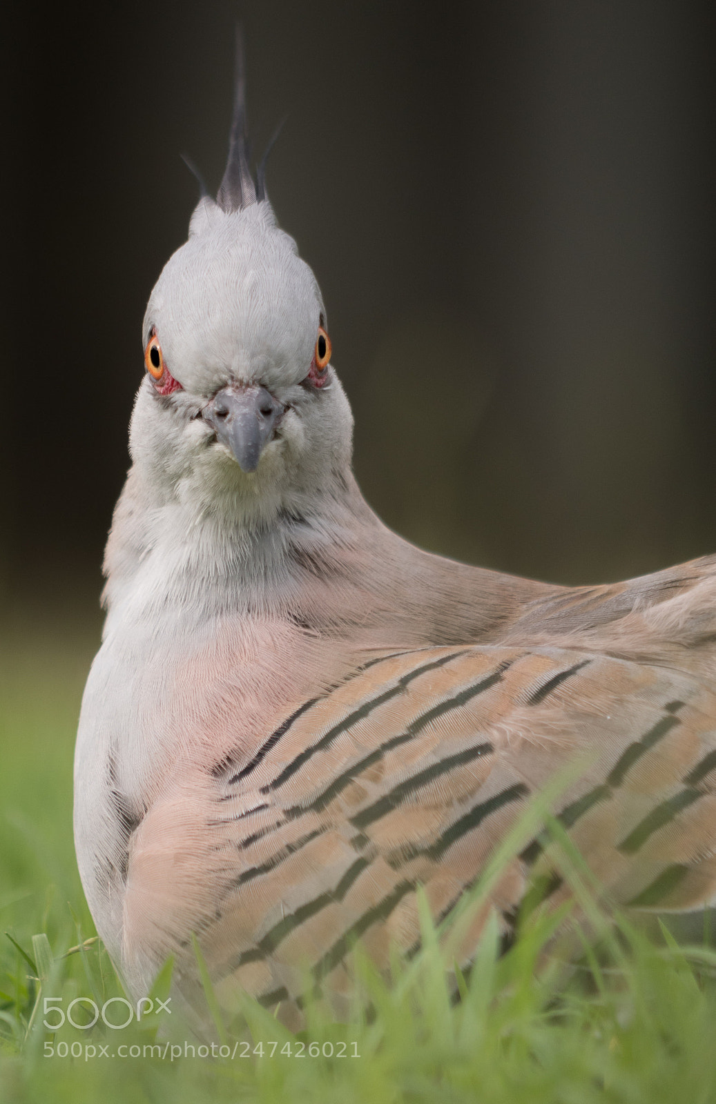 Panasonic Lumix DC-GH5 sample photo. Crested pigeon photography
