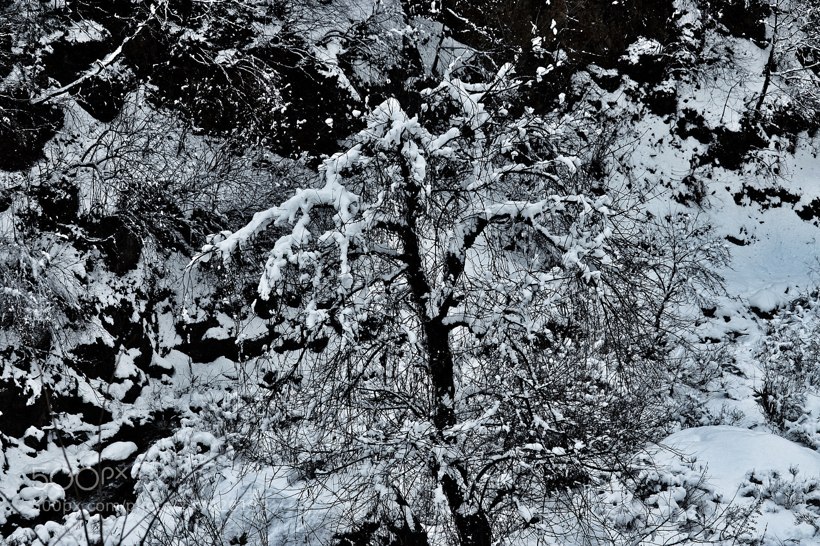 Canon EOS 200D (EOS Rebel SL2 / EOS Kiss X9) sample photo. Tree covered with snow. photography