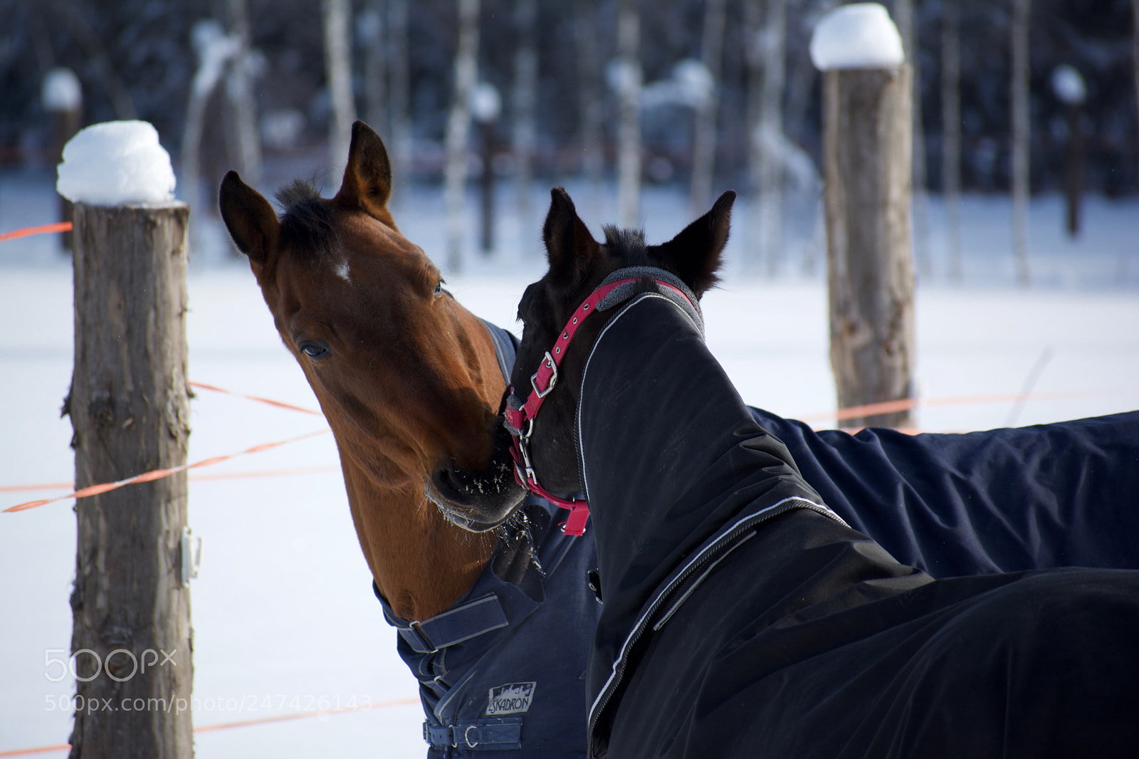 Nikon D7100 sample photo. Horse kiss photography