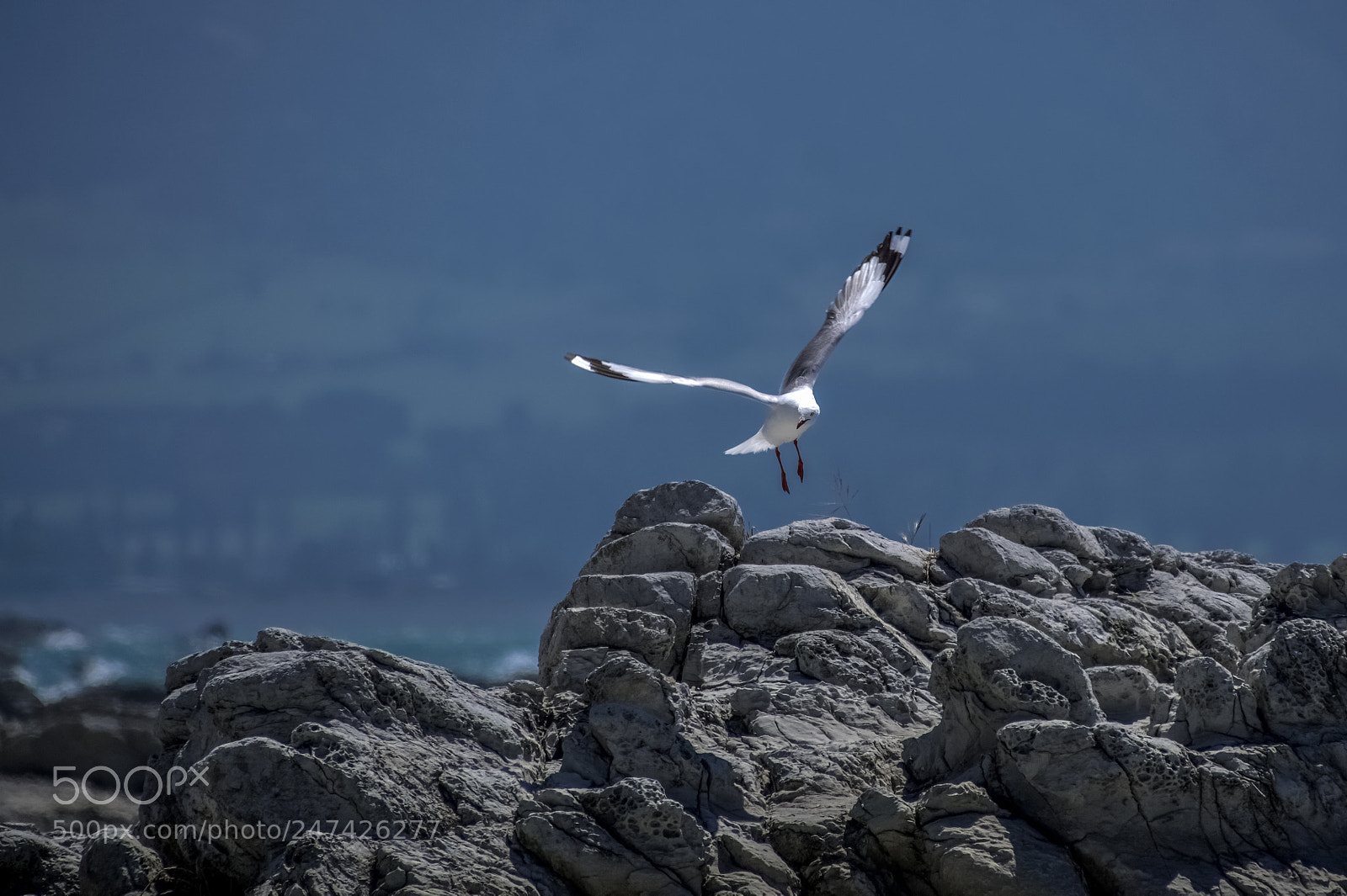 Pentax K-3 II sample photo. I'm flying photography
