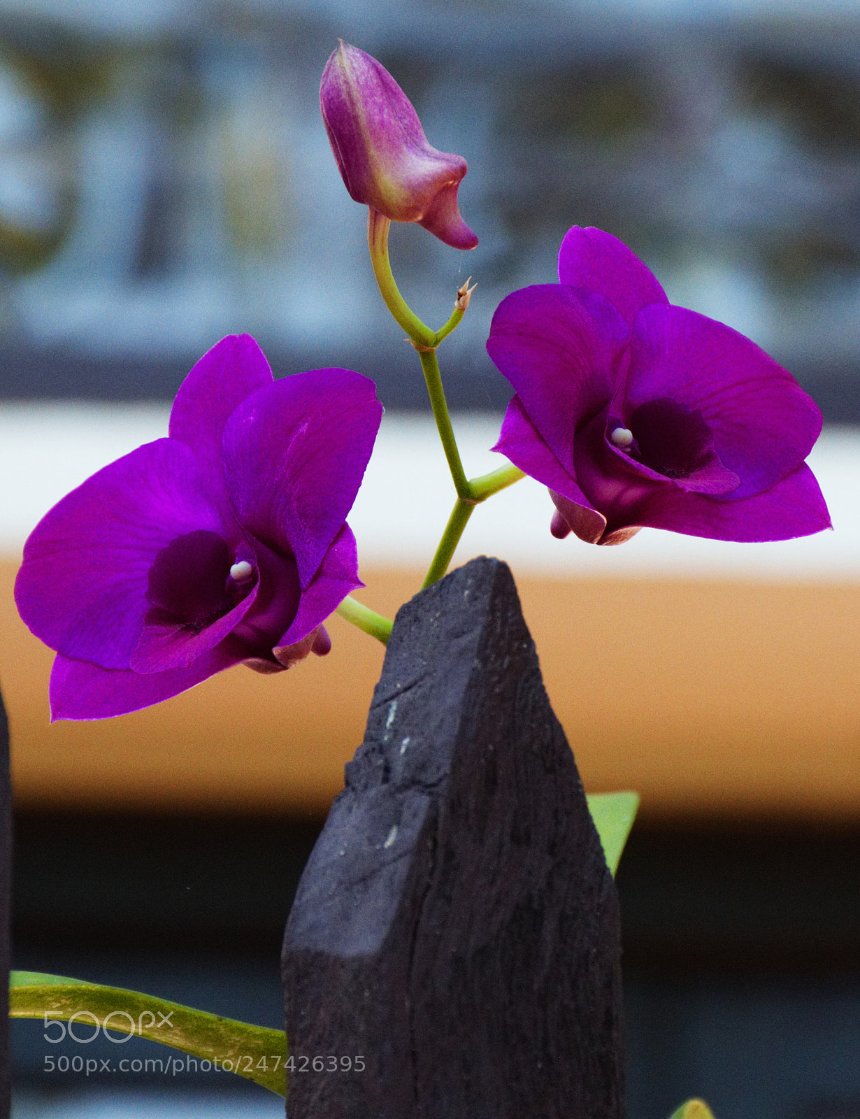 Nikon D7200 sample photo. Beautiful violet flower photography