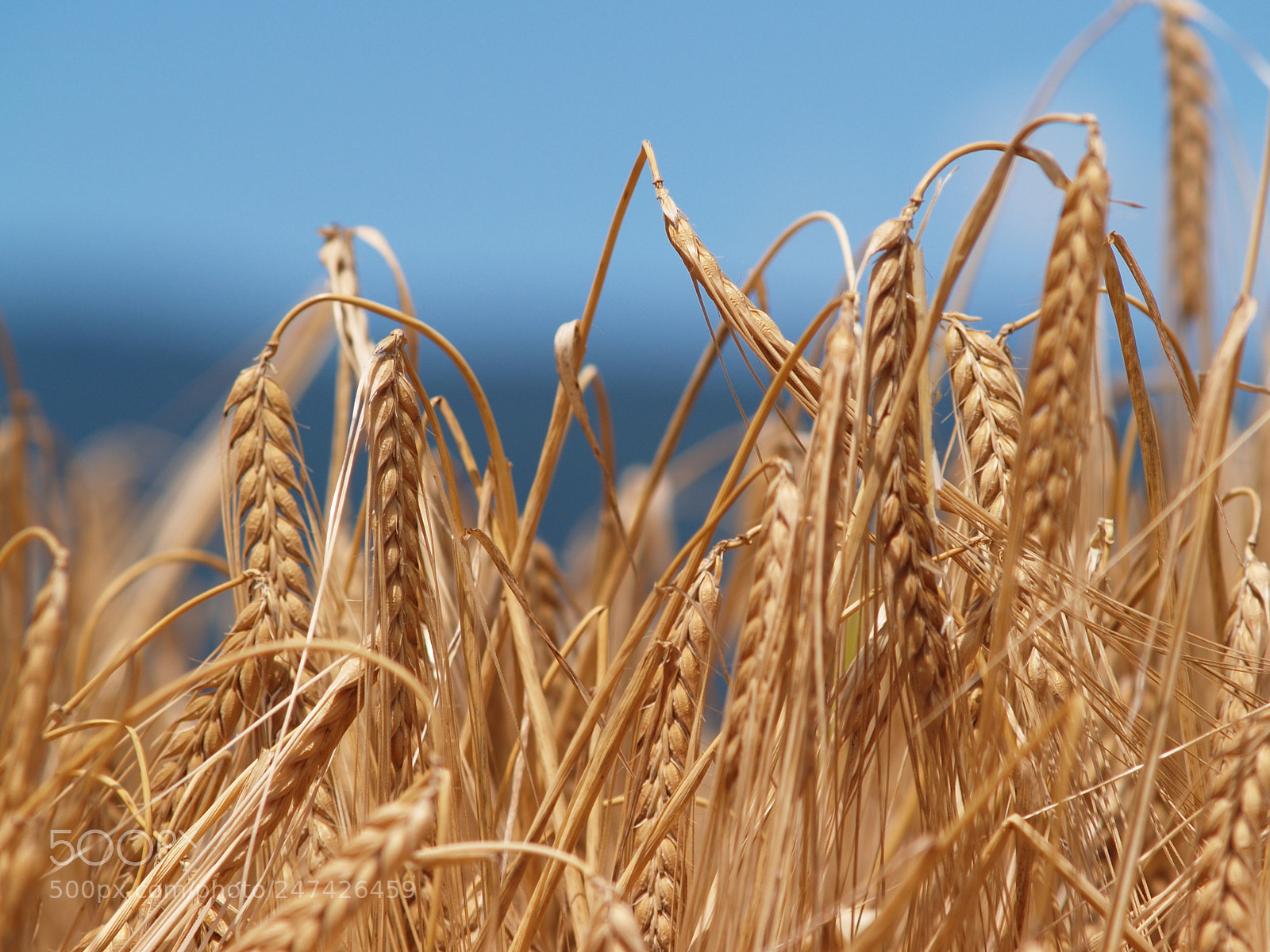 Olympus E-300 (EVOLT E-300) sample photo. Breaking barley photography