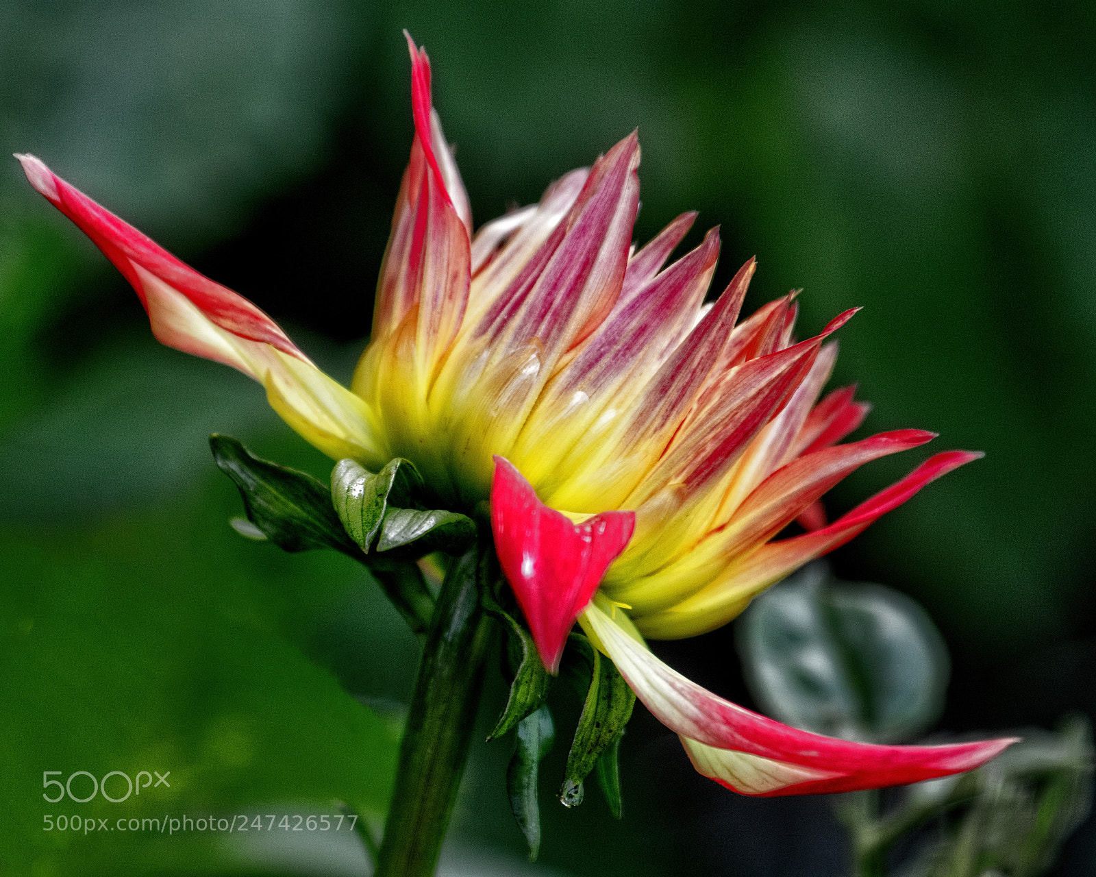 Canon EOS 7D Mark II sample photo. Fall dahlia photography