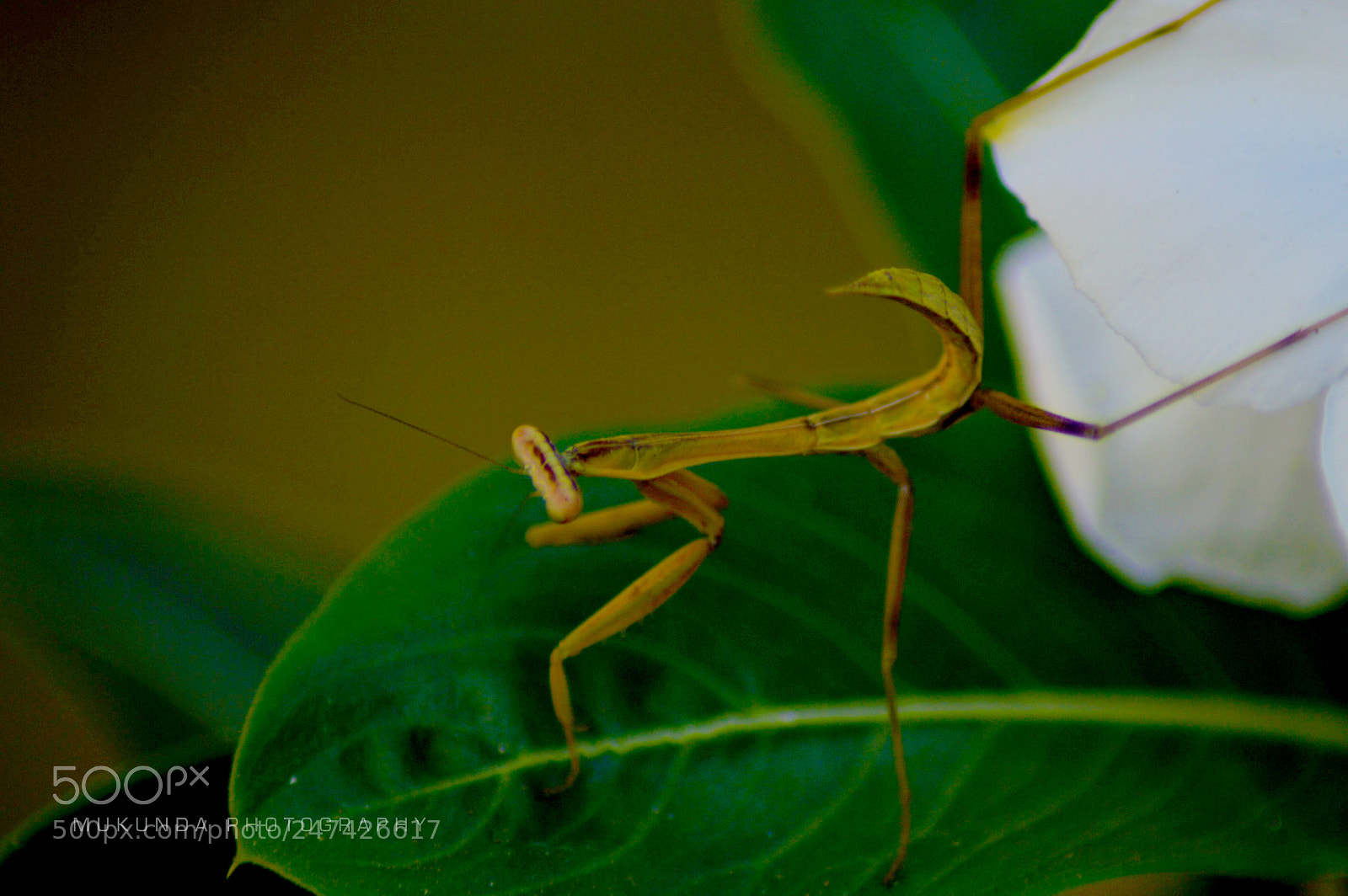 Nikon D3200 sample photo. Mantis photography