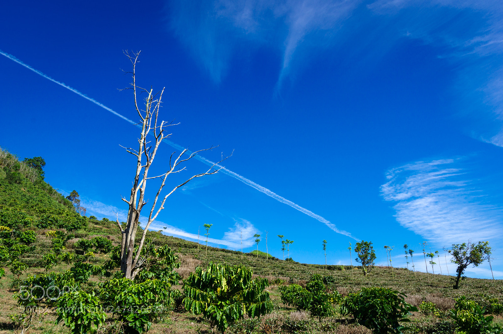 Pentax K-3 sample photo. Dead tree on the photography