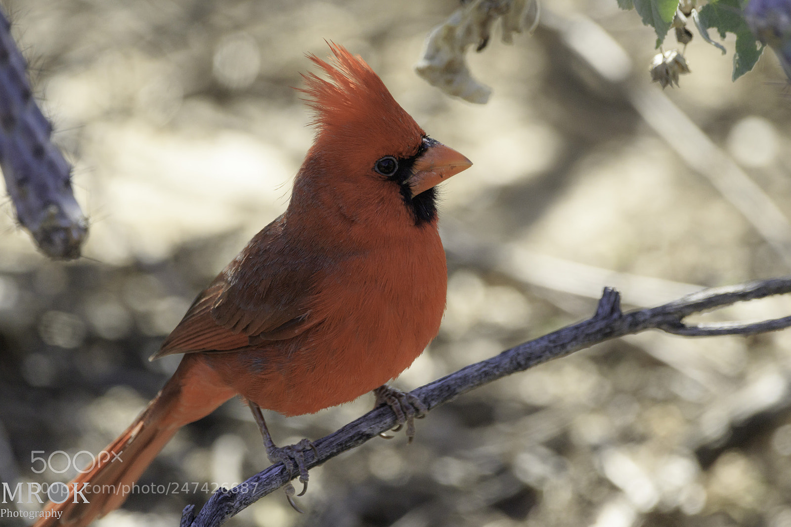 Canon EOS 7D Mark II sample photo. Cardinal1 photography