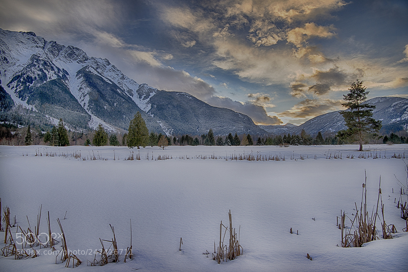 Nikon D610 sample photo. Meadows at pemberton winter photography