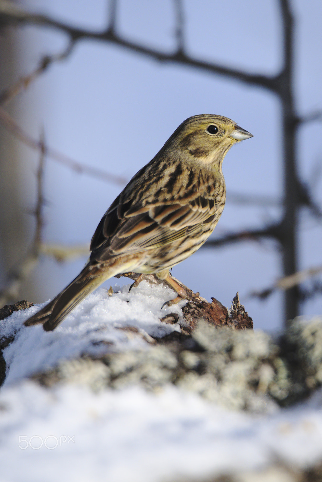 Nikon D810 sample photo. Yellowhammer (emberiza citrinella) photography