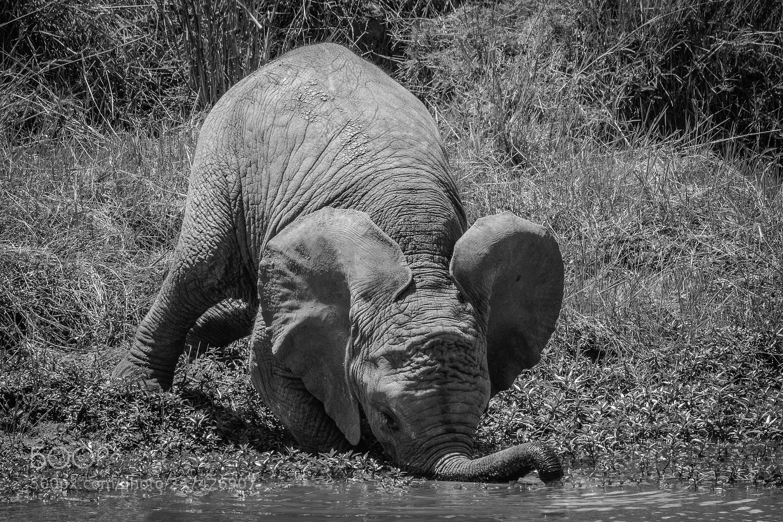 Canon EOS 7D Mark II sample photo. Tanzania - serengeti photography