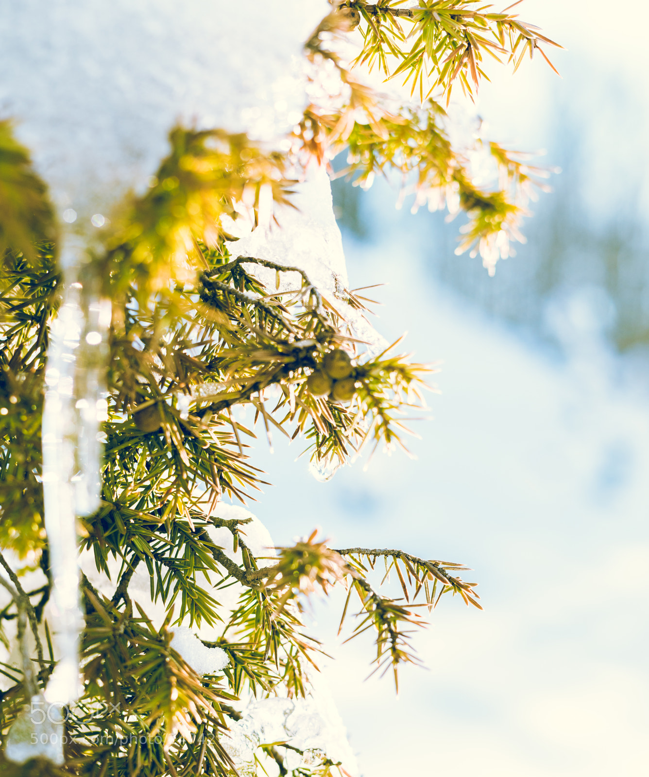Sony a7R II sample photo. Drop photography