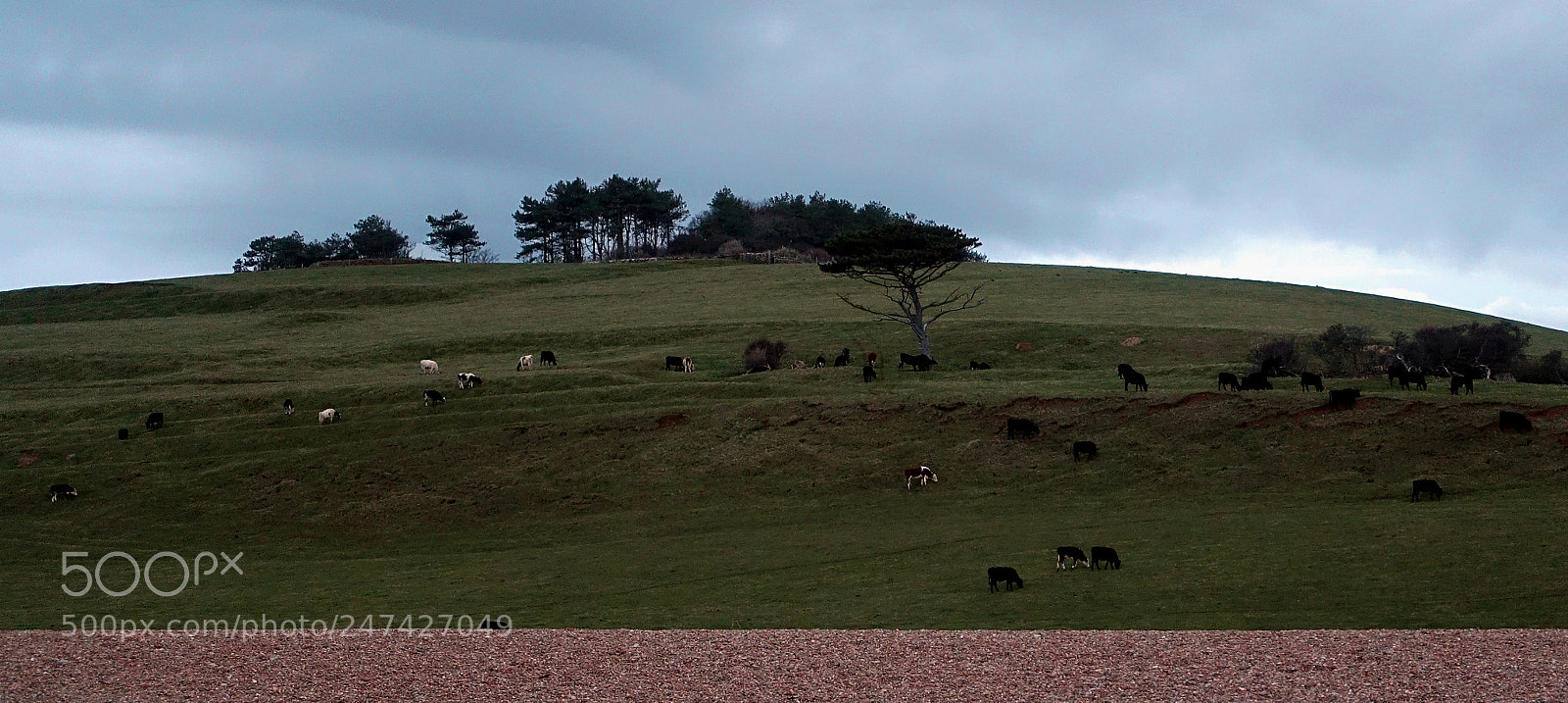Sony Cyber-shot DSC-RX100 III sample photo. Grazing cattle at horizon photography